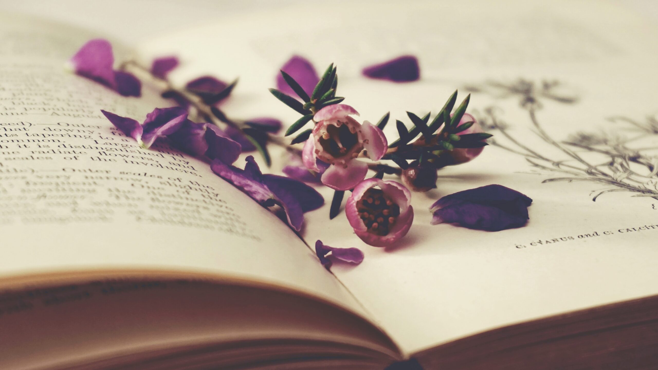 purple flowers laying in an open book. It represents the idea of getting into journaling